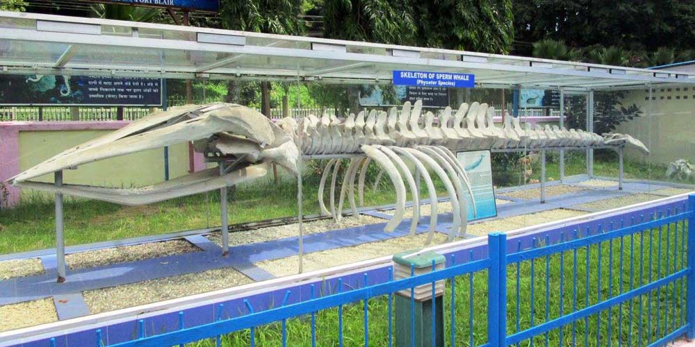 Fisheries Museum in Port Blair