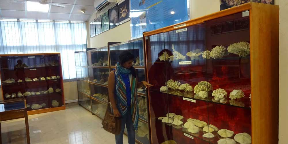 Zoological survey Museum in Port Blair