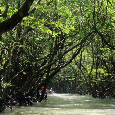 Mangrove Creek Safari