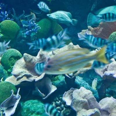 Glass Bottom Boating in Andaman