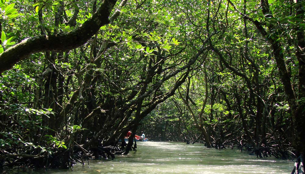 Baratang Island Mangrove