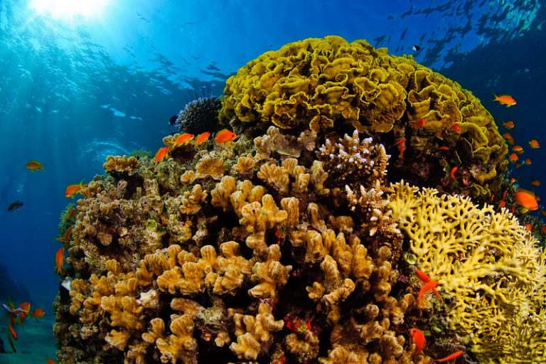Coral Reefs in Andaman Islands - Andaman Guide