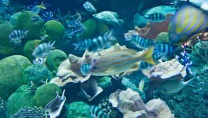 Glass Bottom Boating in Andaman island